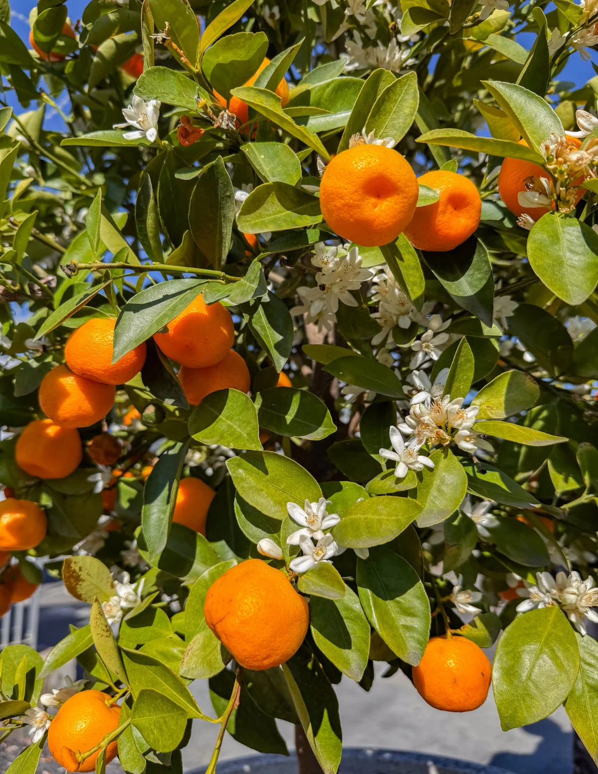 Owari Satsuma Tree 2–3 Ft