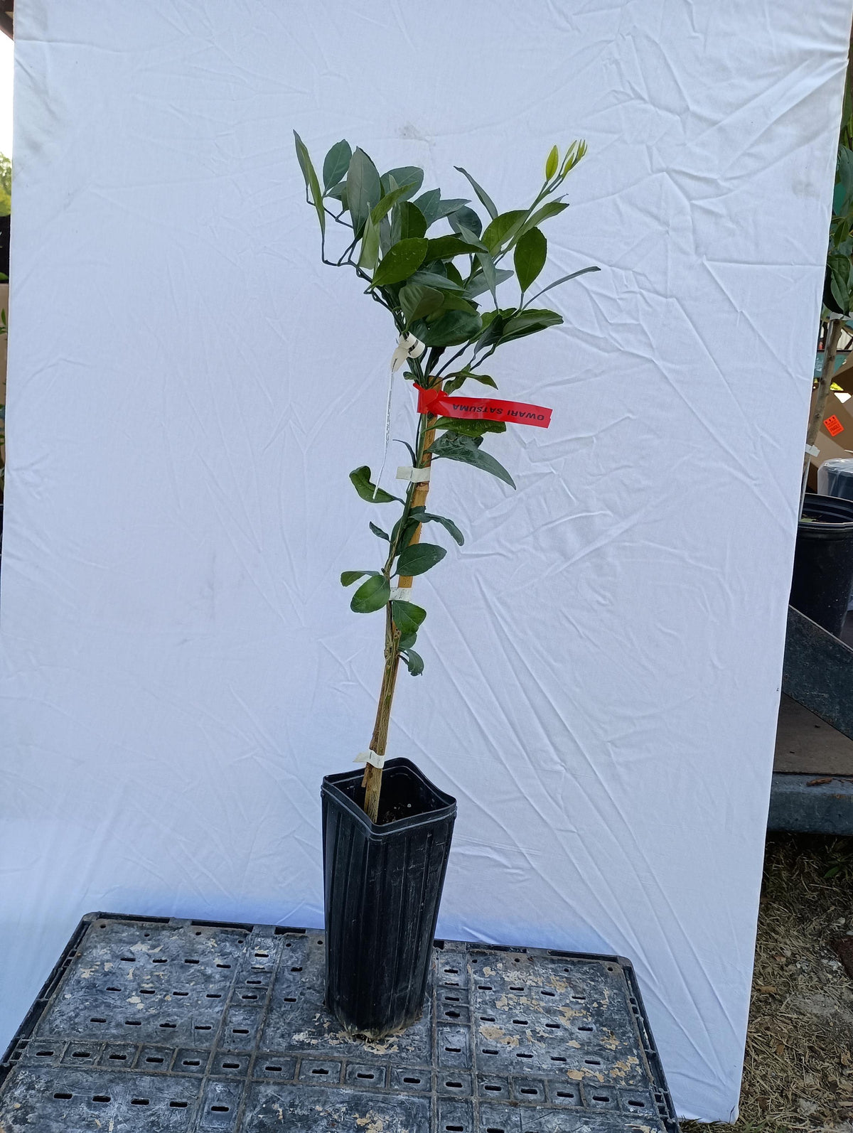 Owari Satsuma Tree 2–3 Ft