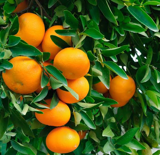 Owari Satsuma Tree 2–3 Ft