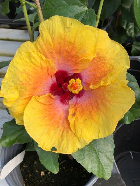 Painted Sun Cajun Hibiscus