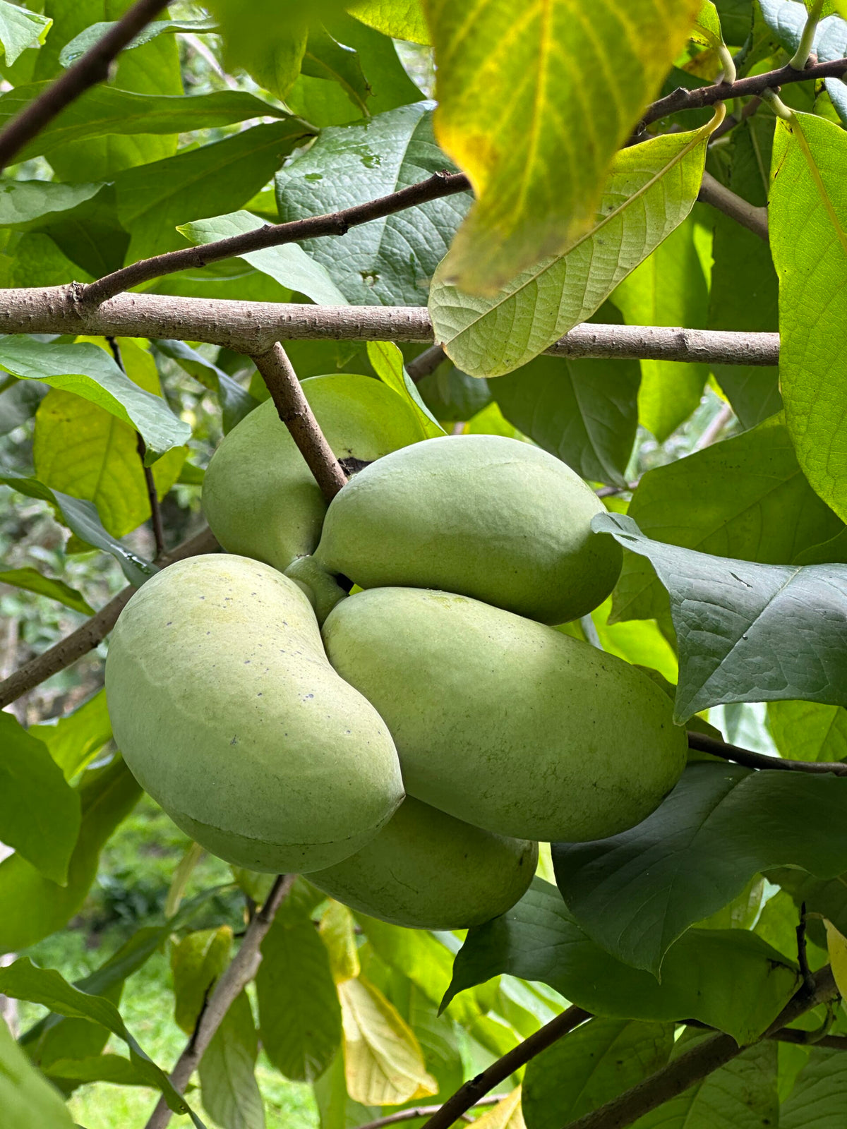 Cluster of green American pawpaw fruit hanging on the tree