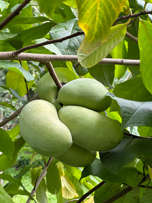 Cluster of green American pawpaw fruit hanging on the tree