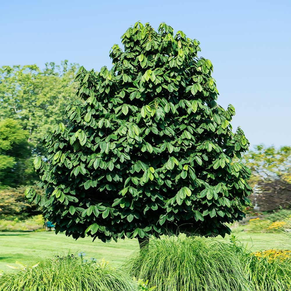 Mature American pawpaw tree with a full, pyramid-shaped canopy