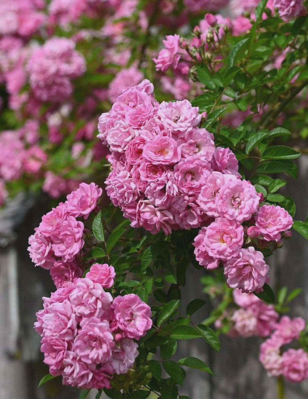 Peggy Martin Rose
