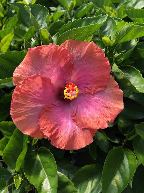Pink Dwarf Cajun Hibiscus