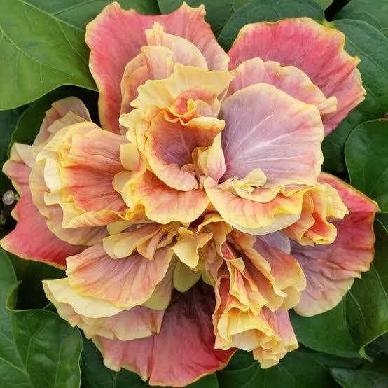 Queen Of Dreams Cajun Hibiscus