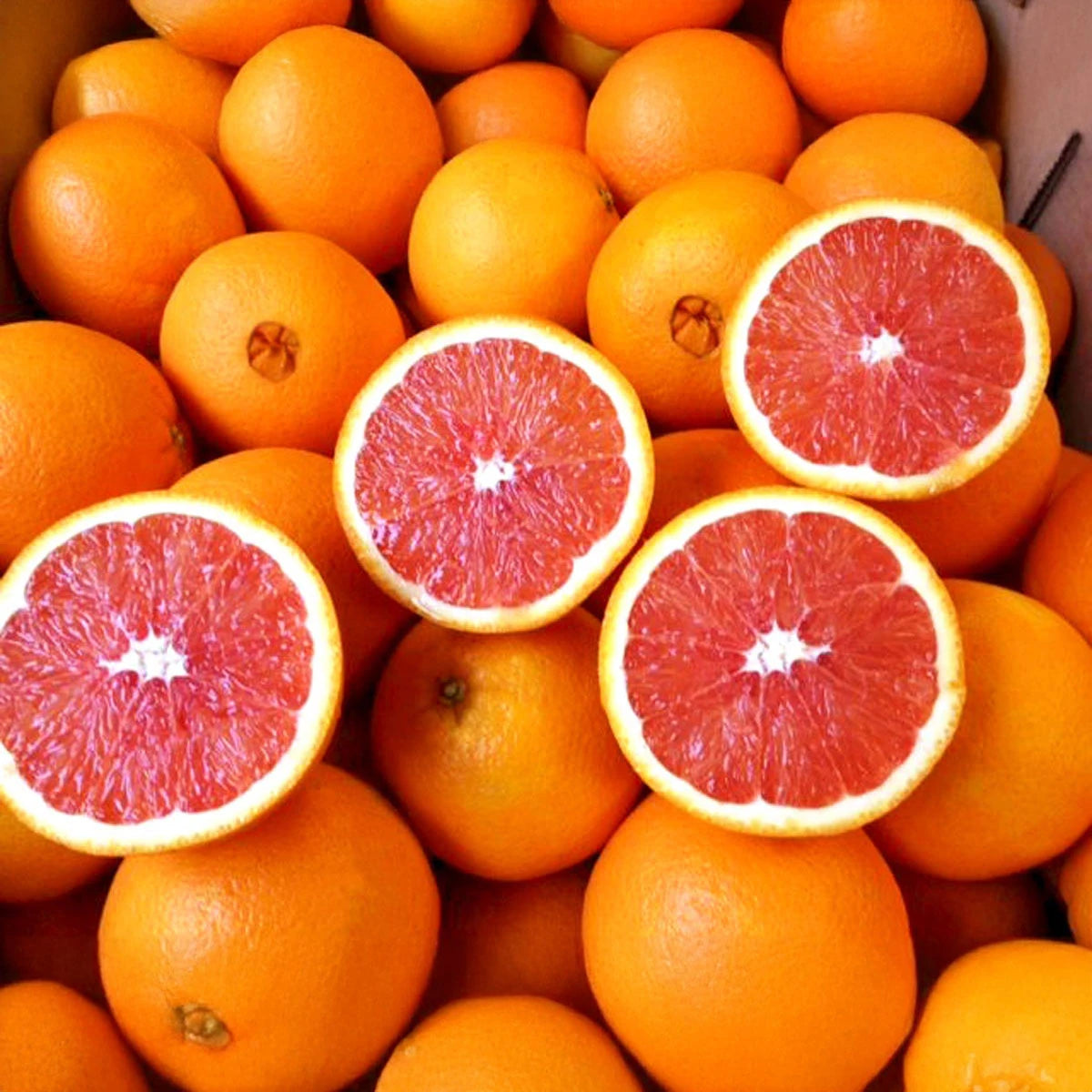Red Navel Orange Tree 2–3 Ft, photo 2
