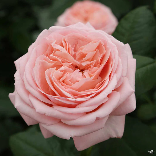 Martha Stewart Rose