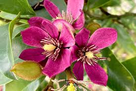 Stellar Ruby Banana Magnolia