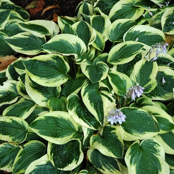 Wide Brim Hosta