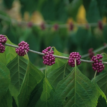 American Beauty Berry