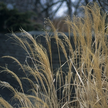 Adagio Dwarf Japanese Silver Grass