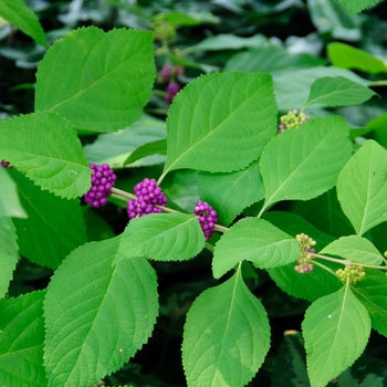 American Beauty Berry