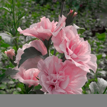 Pink Chiffon Rose of Sharon (Althea)