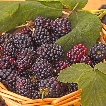 Triple Crown Blackberry