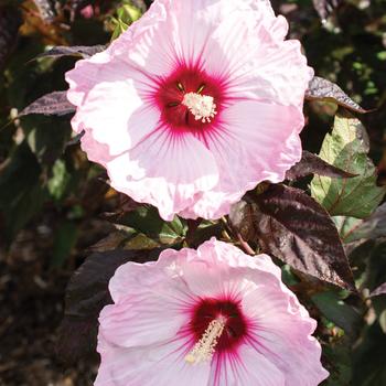 Head over Heels Blush Hibiscus