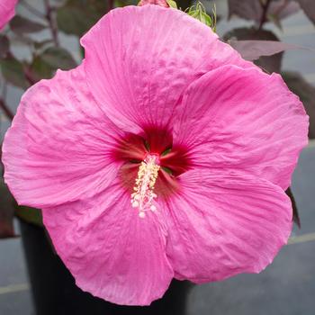 Head over Heels Passion Hibiscus