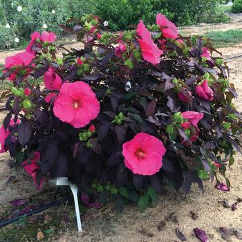 Head over Heels Passion Hibiscus