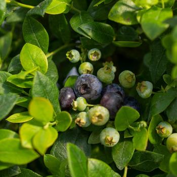 Southern Bluebell Blueberry