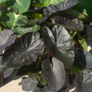 Royal Hawaiian Kona Coffee Elephant Ears