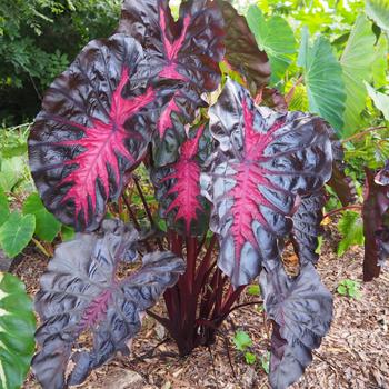 Redemption Elephant Ear