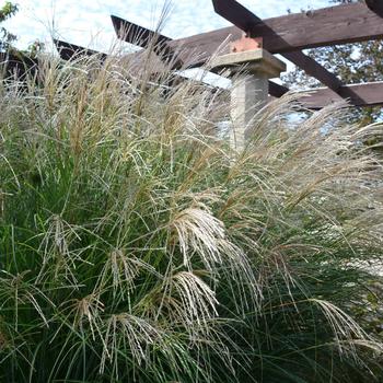 Adagio Dwarf Japanese Silver Grass