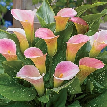 Capt. Nescio Calla Lily