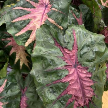 Redemption Elephant Ear