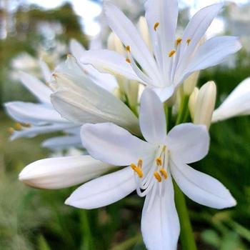 Shona Agapanthus