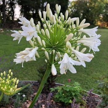 Shona Agapanthus