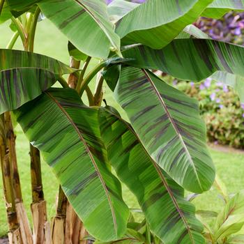 Ever Red Banana