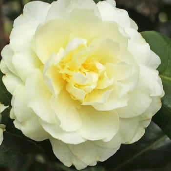 Buttermint Camellia