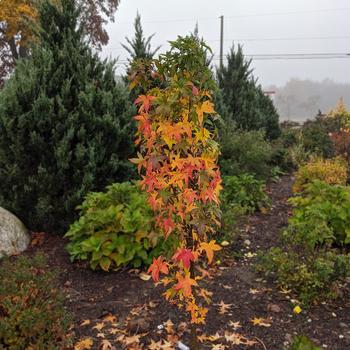 Slender Silhouette Sweet Gum