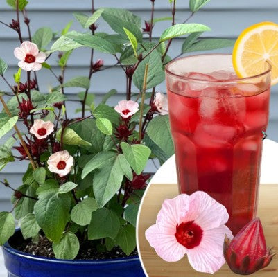 Hibiscus Flor De Jamaica