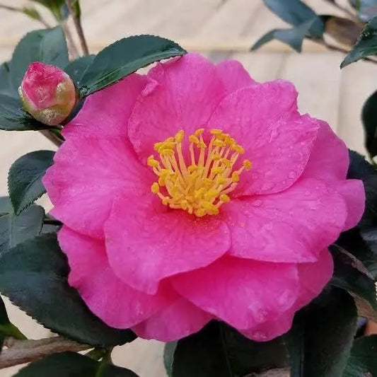Shi Shi Camellia