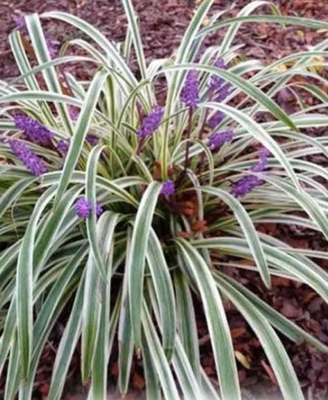 Silver Dragon Liriope