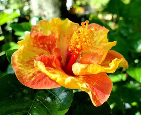 Spotted Imp Cajun Hibiscus