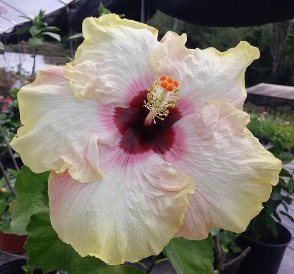 Stolen Kiss Cajun Hibiscus