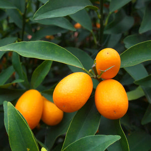 Meiwa Sweet Kumquat 2–3 Ft