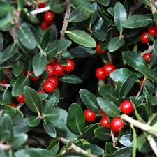 Taylor’s Rudolph Yaupon Holly.