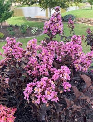 Thunderstruck Lavender Blast Crape Myrtle