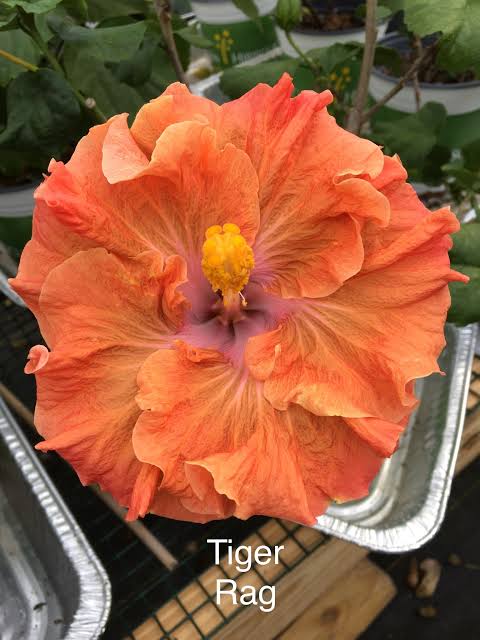 Tiger Rag Cajun Hibiscus