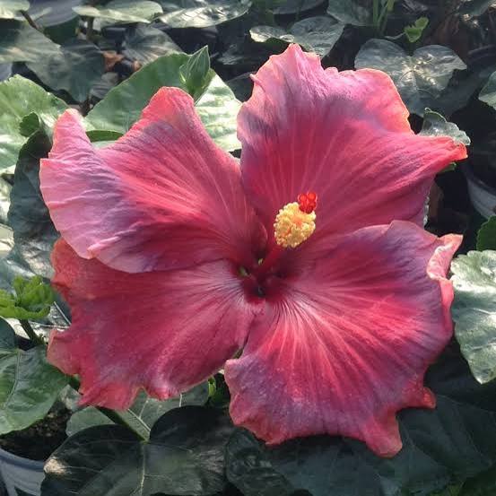 Voodoo Sunset Cajun Hibiscus