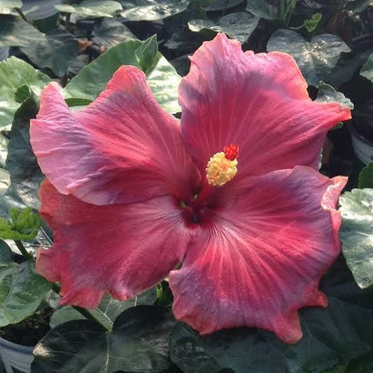 Voodoo Sunset Cajun Hibiscus