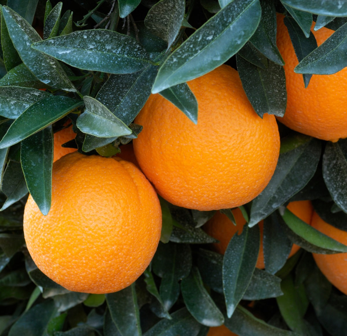 Washington Navel Orange Tree 2–3 Ft