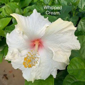 Whipped Cream Cajun Hibiscus