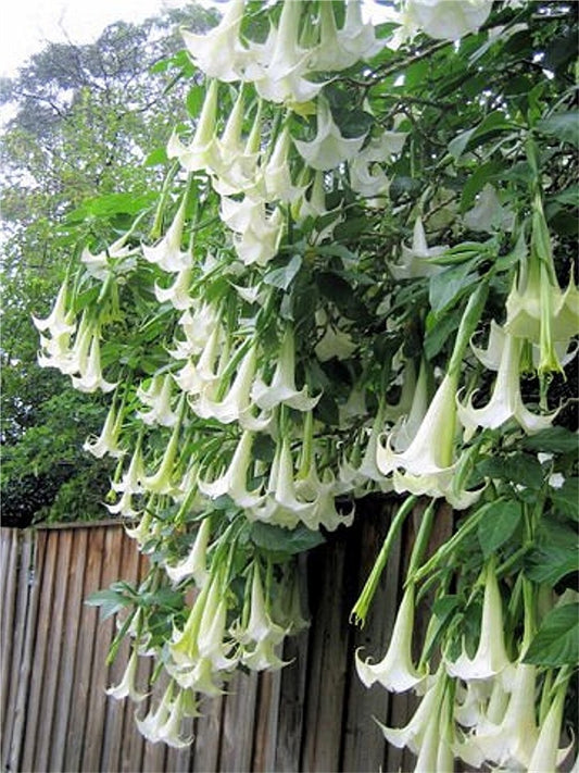 White Angel Trumpet