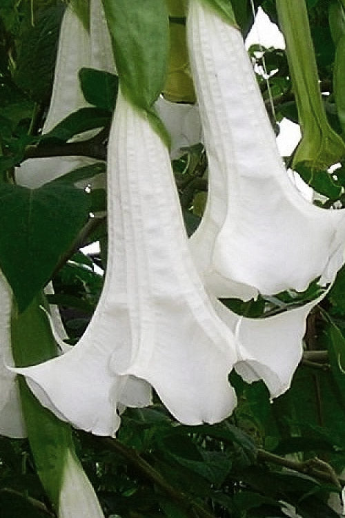 White Angel Trumpet