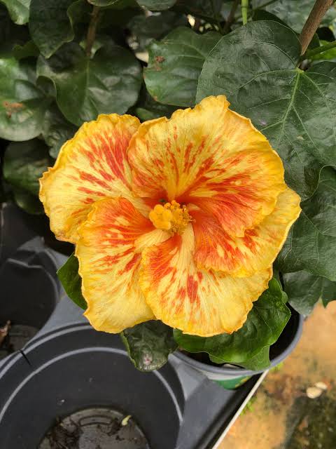 Who Dat Baby Cajun Hibiscus