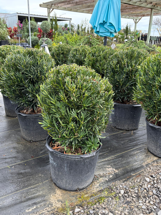 Japanese Yew Globe Topiary